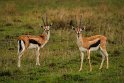 103 Masai Mara, thomsongazelles
